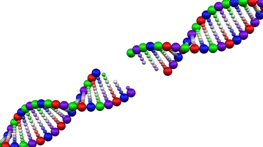 A colorful illustration of a DNA strand broken all the way through the middle