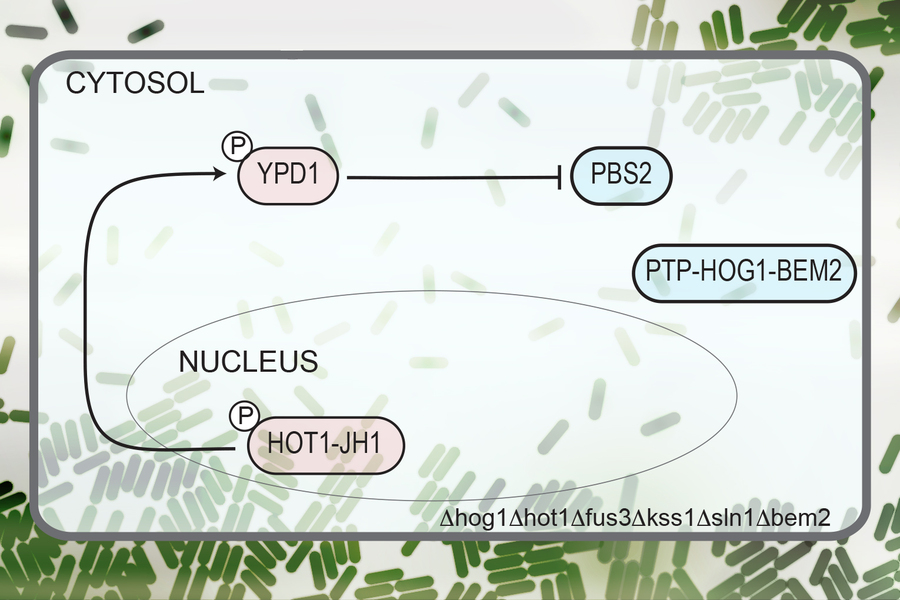 Synthetic biology circuit diagram