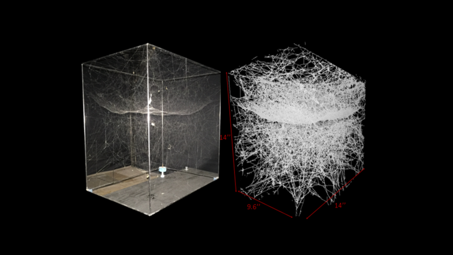 The architecture of the spider web - UABDivulga Barcelona Research &  Innovation