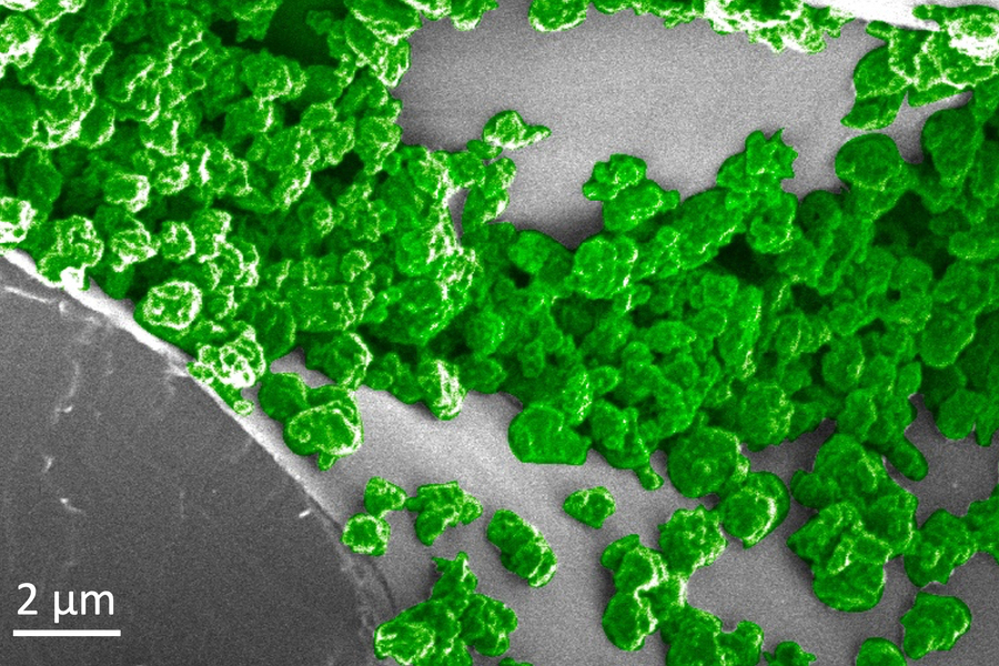 plant leaf nanoparticles