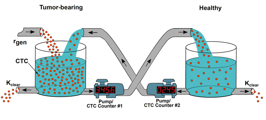 graph of the blood exchange technique