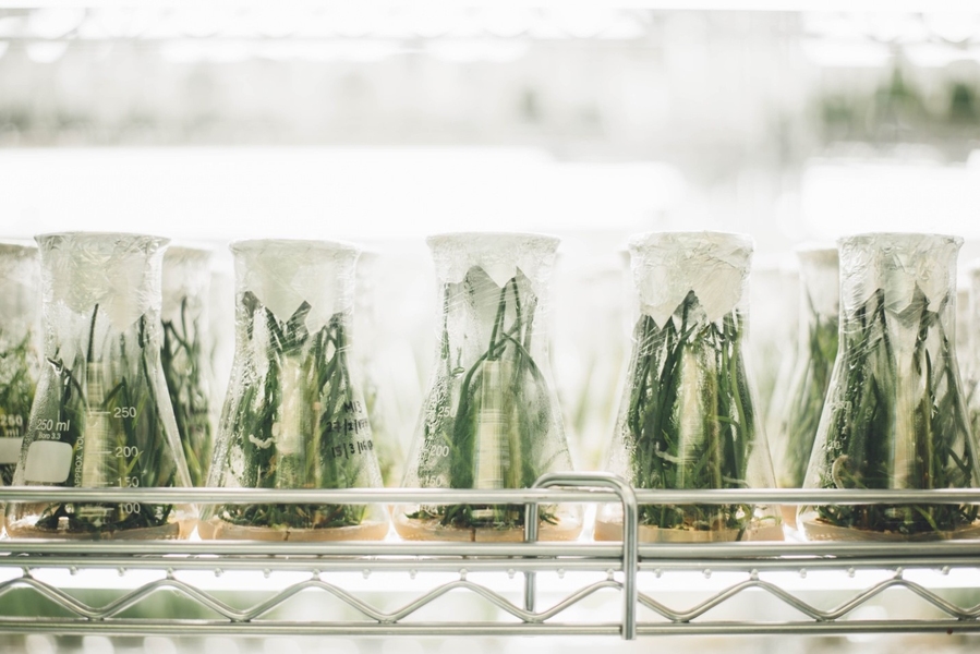 Photo of rows of flasks containing seedlings