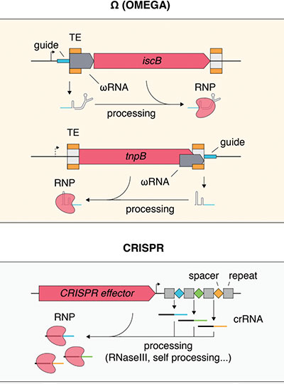 Scientific diagram from Science paper