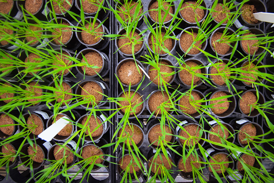 Overhead photo of grass, a very thin and long type of plant, growing in black plastic circular pots. There are about 54 pots in this view, in a 9 by 6 grid.