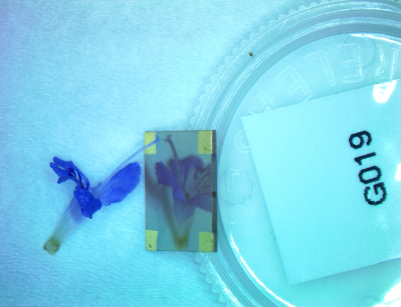 Photo of an experimental setup. A small blue flower is at left. Its reflection is seen as a mirror image in a small mirrorlike plate at center. At right is what appears to be a clear plastic circular container top with a sticker on it that says "G019"