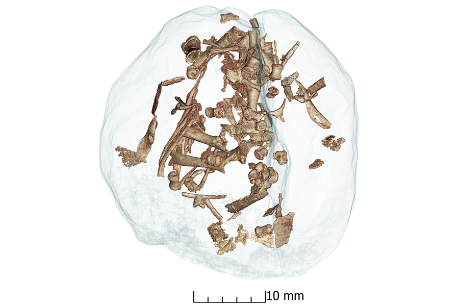Cluster of many small dinosaur fossils