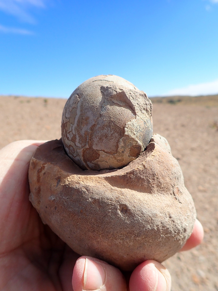 A hand holding a rock from which a fossilized dinosaur egg is protruding