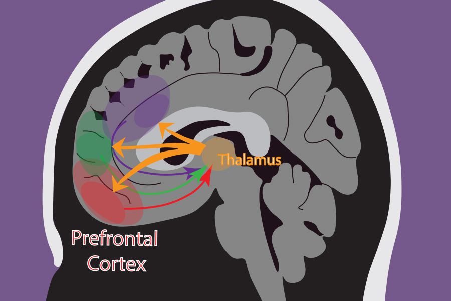 Ilustración del cerebro humano que muestra la ubicación de la corteza prefrontal y el tálamo, Cómo lidia el cerebro con la incertidumbre