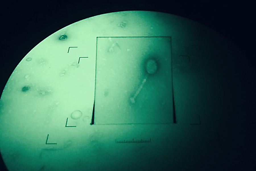 Micrograph of an isolated bacteriophage on a transmission electron microscope
