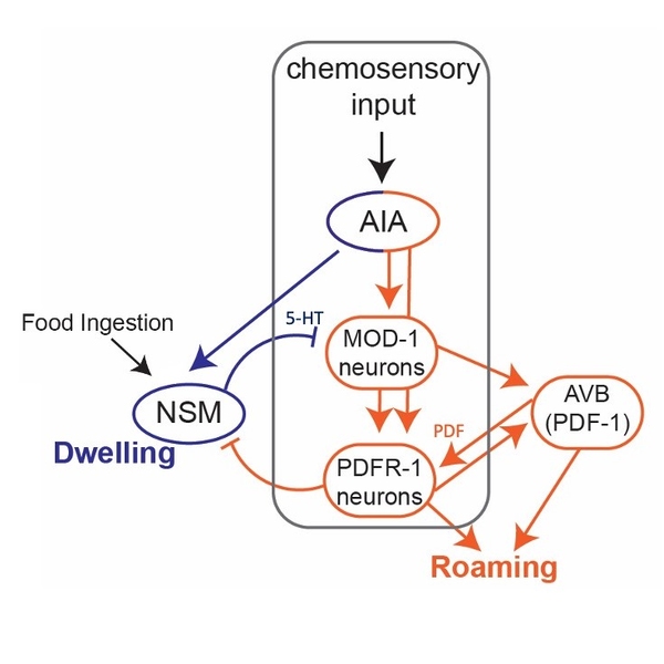 A diagram of a circuit showing a flow of information from a neuron called AIA to a loop between NSM and PDF neurons
