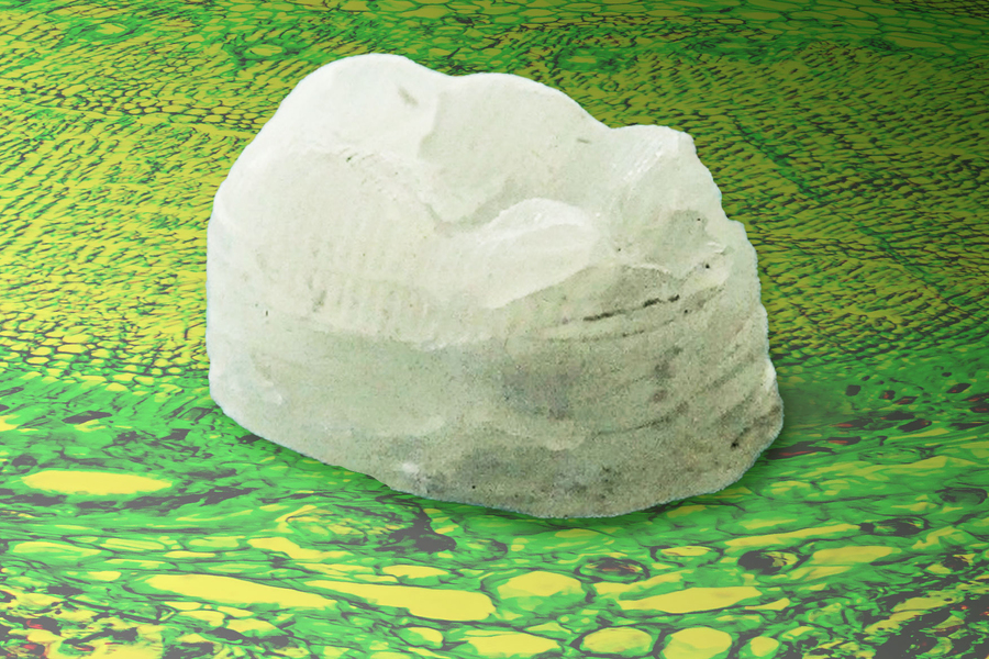 World's strongest biomaterial now comes from a tree