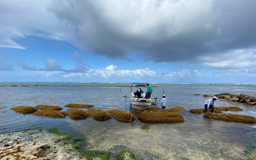 Photo of a work crew baling sargassum