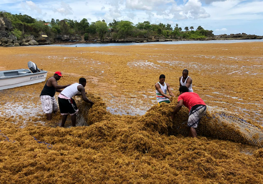 Photo of five workers handling mats of sargassum