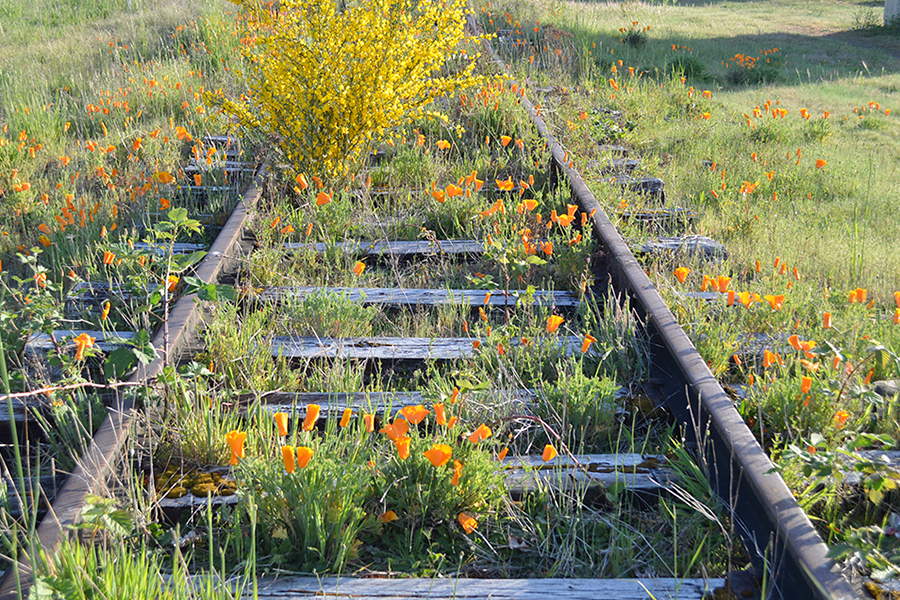 Ruderal plants growing on an abandoned railroad track