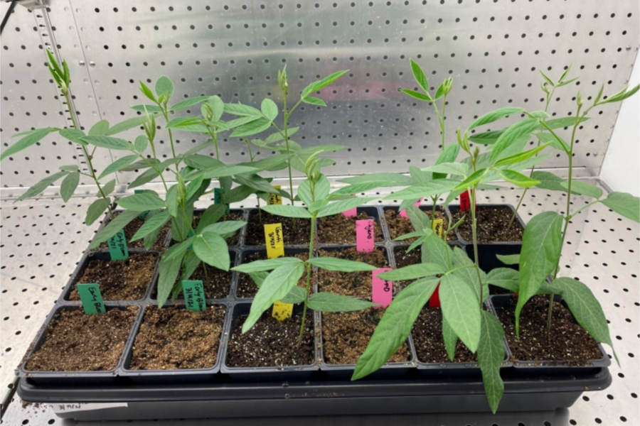 Photo of green seedlings growing in a black tray inside a lab