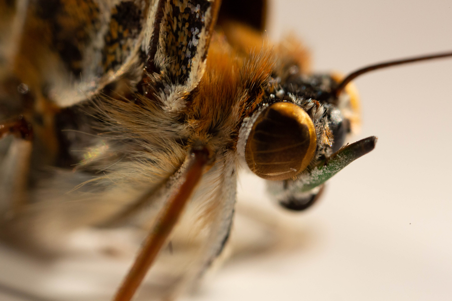 Close-up photo of a butterfly head