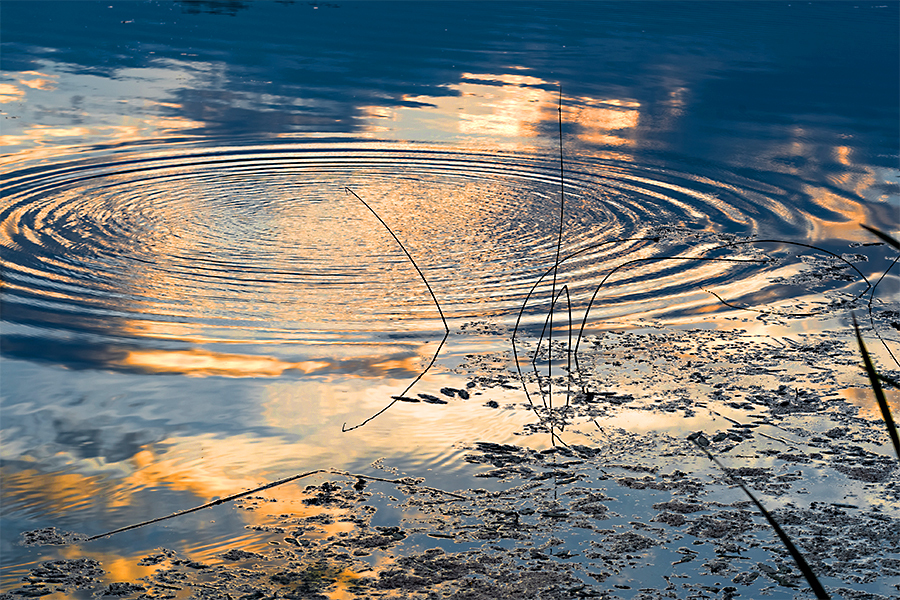Photo of circular ripples in a pond, reflecting a sunset