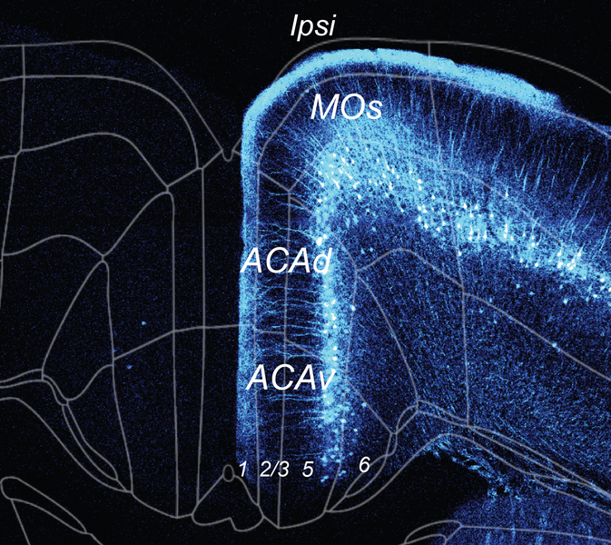 A knee-shaped array of neurons glow blue above a black background. Gray lines delineate brain regions like borders on a map.