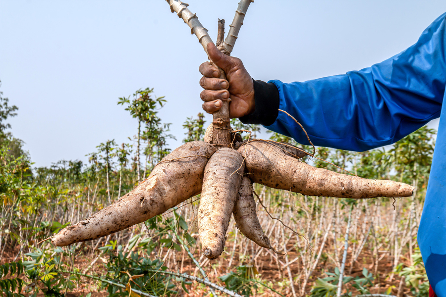 Helping Cassava Farmers By Extending Crop Life | MIT News ...