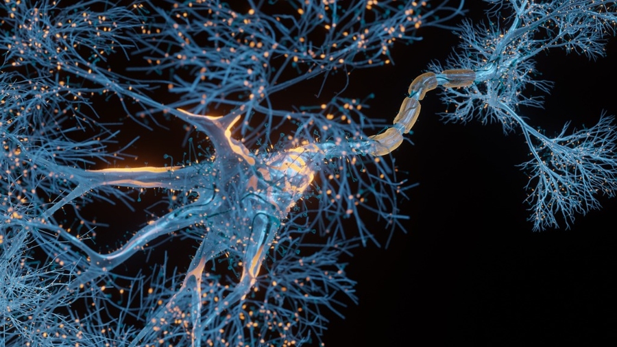 3D rendered image of motor neuron cell, where blue branching dendrite components reach out to touch others. The axon sheath is orange, indicating electrical activity.