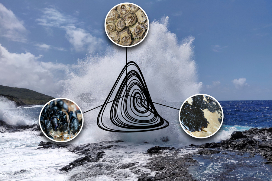 In background, a photograph shows a splashing wave on rocks. The foreground shows 3 circles with photos of mussels, barnacles, and algae. In between the circles is a black-lined population dynamics plot shaped like a lumpy, complex spiral.