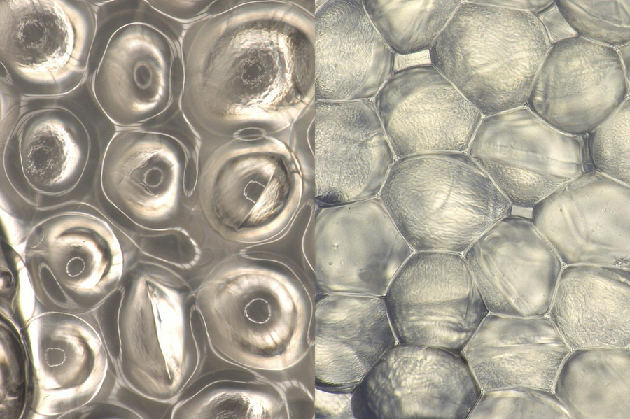 2 extreme close-ups of the hydrogels, looking like water balloons packed tightly together.