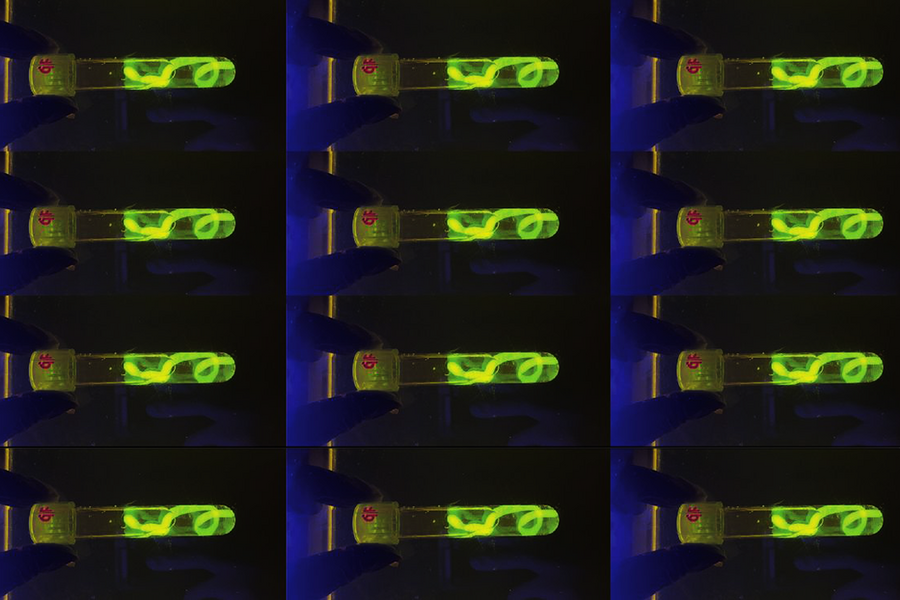 On a black background, a photo shows a three by four grid of capped glass test tubes, each with a slightly coiled string fluorescing in bright green.