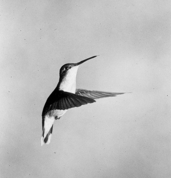 Celebrating the highspeed photography of late MIT professor Harold