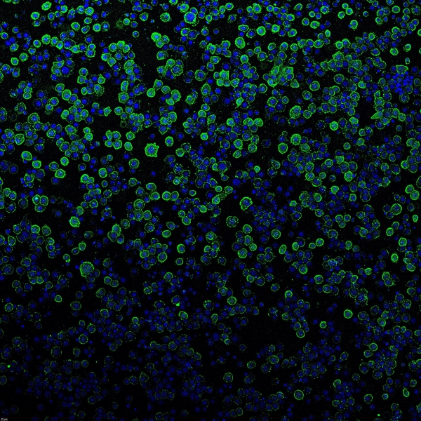 Small Blue spheres on a black background, some in neon green envelopes