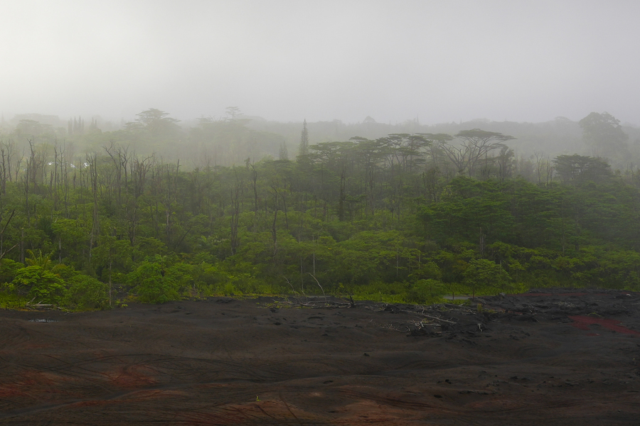 Dead tree trunks stand among green shrubs and trees with gray mist in the air