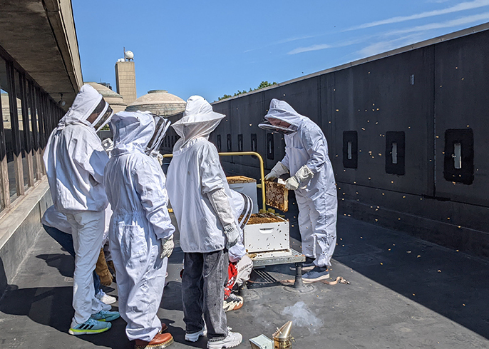 Learn about natural building and beekeeping and co-create our