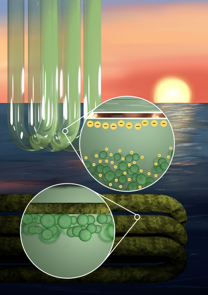 Against decorative background, on top left are 3 clean tubes with algae inside. An inset shows that the algae inside the tube are negatively charged, and the tube edge is negatively charged, so the algae are away from the edge. On the bottom left are very dirty, dark green tubes. An inset shows how the algae attach to the dirty tube walls.