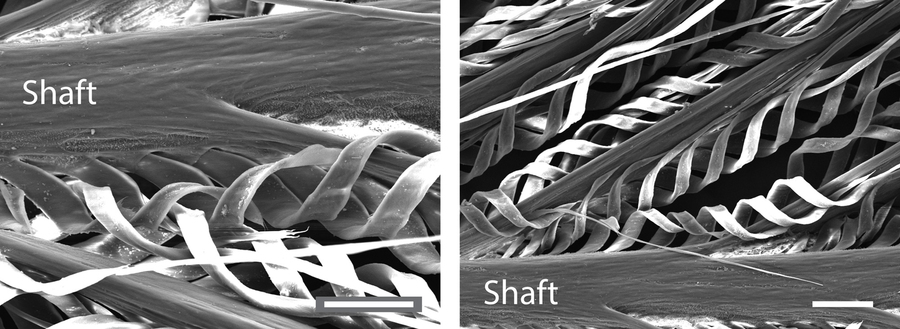 Two monochrome microscopy images show the feathers’ thick grey shaft and barbules. The many white barbules are in helically coiled structures.