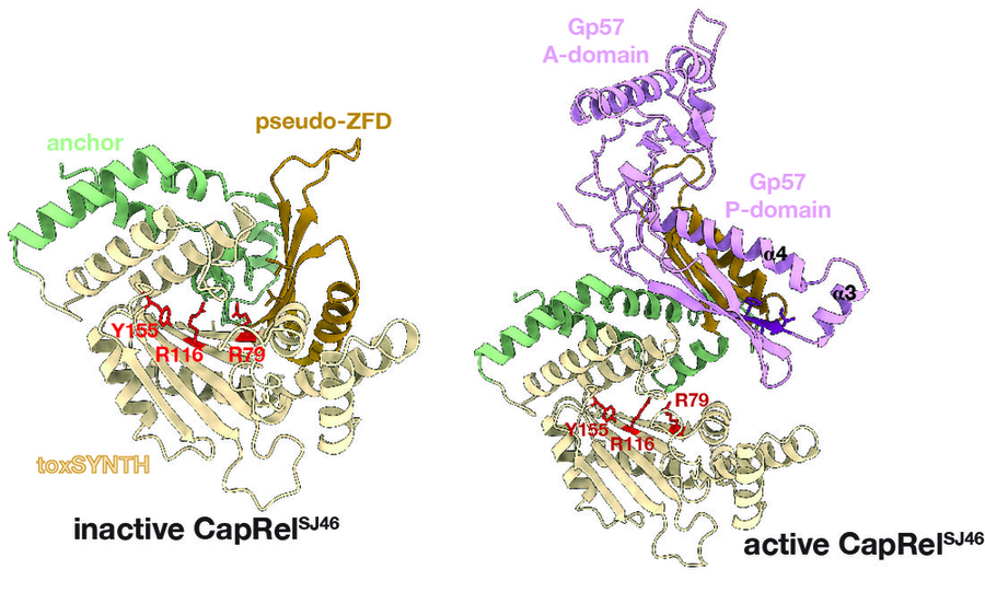 Color-coded illustration of two complex ribbon-like crystal structure complexes