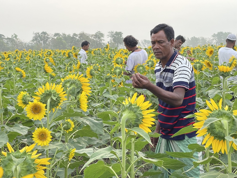 In a misty field dense with blooming sunflowers, six men examine the plants.