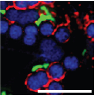 Human oral lectin ZG16B acts as a cell wall polysaccharide probe to decode  host–microbe interactions with oral commensals