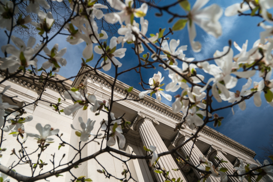 Close up shot of flowers blooming on a tree branch in springtime with MIT columns in the background.
