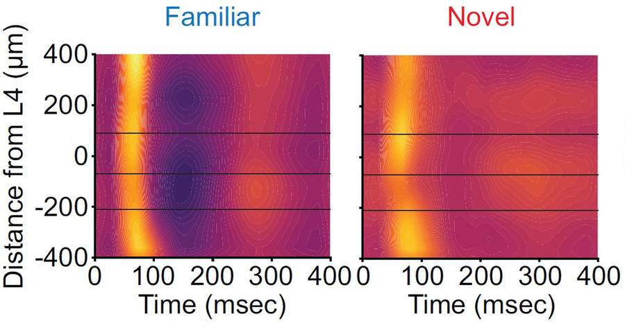Two panels side-by-side show a colorful graph of neural activity upon a familiar or a novel stimulus. The familiar one features a bright narrow band of yellow at about 80 miliseconds. The graph at later times is magenta. The Novel panel shows a fainter yellow band at the same timepoint and a warmer hued rest of the panel.