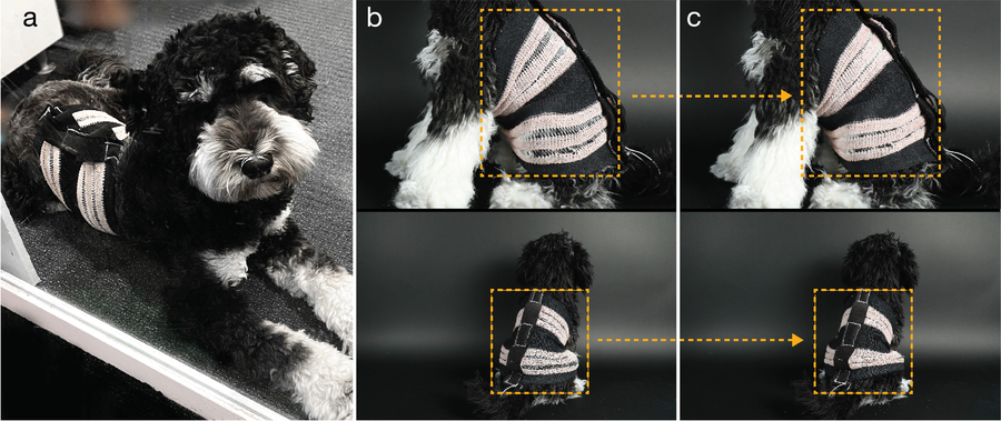 Un adorable perro blanco y negro usa tranquilamente un pequeño arnés blanco y negro en 5 fotografías etiquetadas "A, B, C". Las fotos muestran cómo se ve el arnés cuando no se aprieta y luego se aprieta.