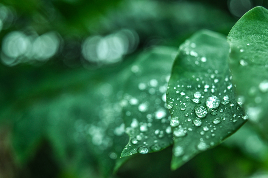sites to find research papers Green leaves with water droplets.