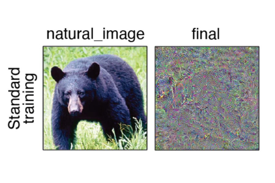 Side-by-side image comparison is labeled, “standard training.” On left, a photo of a bear is labeled “natural image.” On right, chaotic colorful static is labeled “final.”