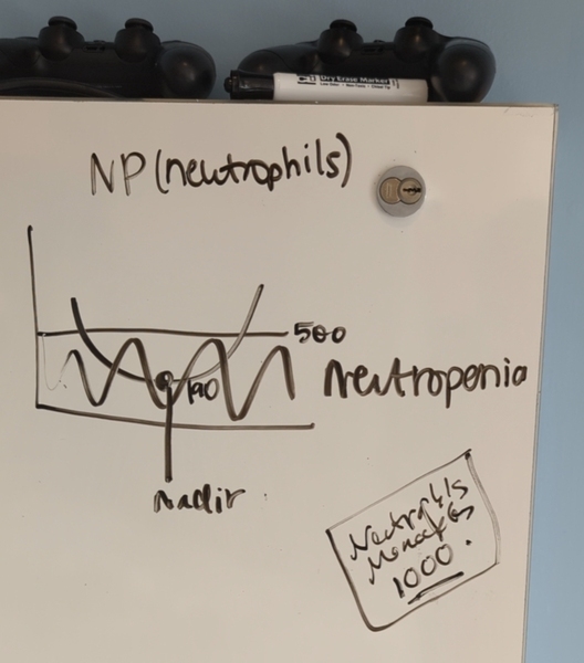 Closeup of a whiteboard with black ink. At top it says NP (neutrophils) and in the center is a graph showing undulating waves of how neutrophils increase and decrease, next to the word "neutropenia"