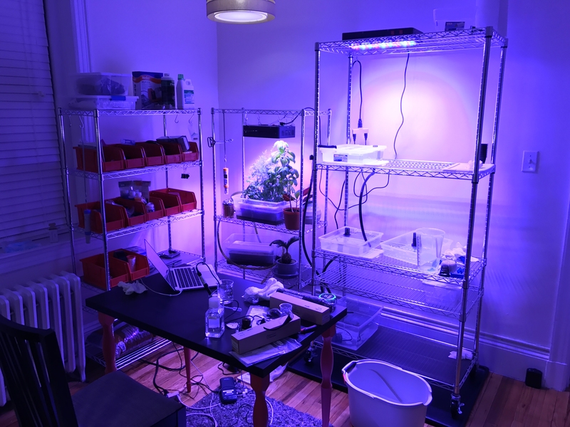 A dark room holds wire racks and plants with ultraviolet LED lights shining on them.