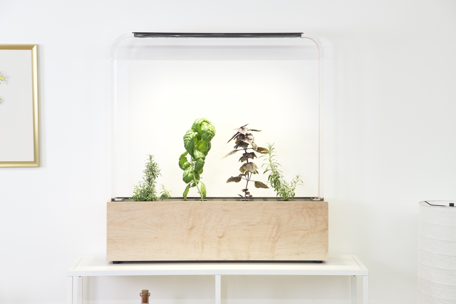 A well-lit indoor herb garden sits on a shelf in a white room. It features a pale wooden base with four plants in a clear glass case.