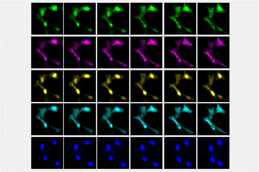 A 6 by 5 sequence of images showing cells represented by different colors in transition.