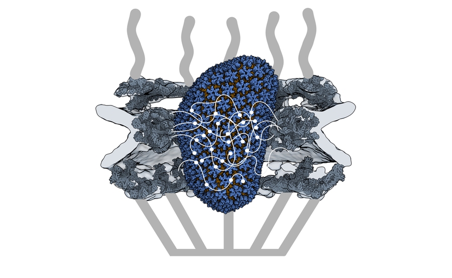 Cutaway illustration of a capsid structure halfway through a pore. The image looks a bit like a cupcake with the capsid and surrounding materials looking like the top of the cake and the bottom of the pore looking like the cup
