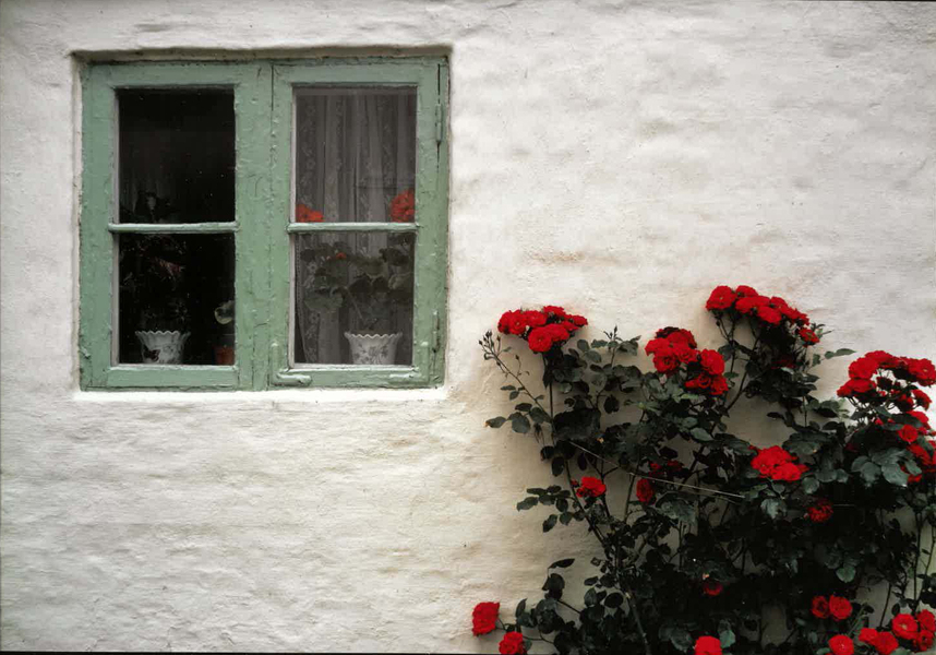 A white wall in Denmark is interrupted by a lively spray of bright red roses and a green window frame.