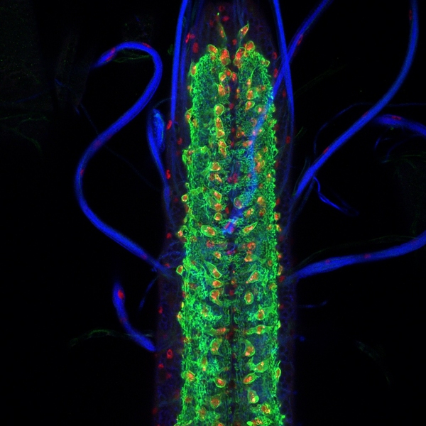 Zoomed in image of a fruit fly larval ventral nerve cord. A vertical central structure is. mostly green cells with some red, while blue fibers flow around it. Everything is seen against a black background. 