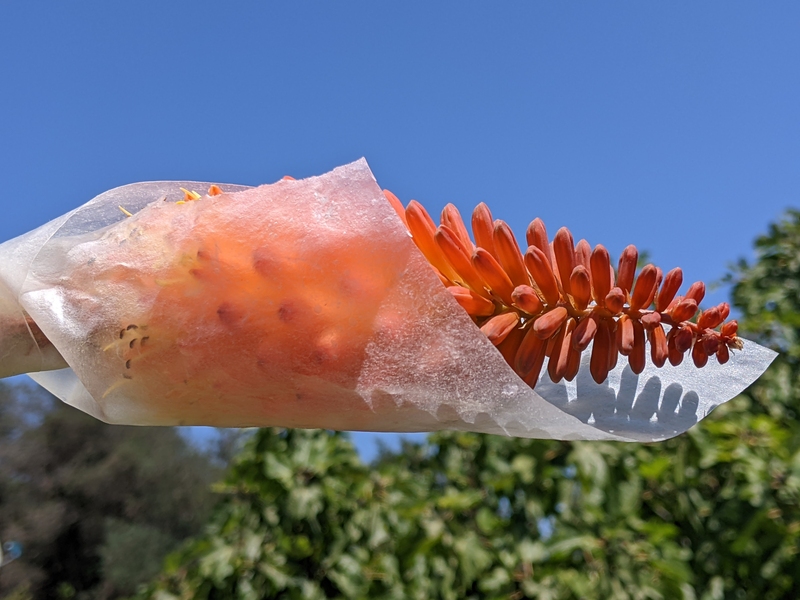 Photo of a large orange flower partly wrapped in a thin, translucent sheet. Trees and a blue sky are in the background.