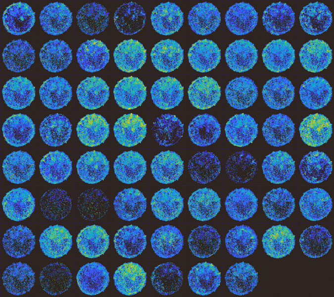 Six by nine grid of circles that are mottled with tiny dots of blue, green, and yellow on a black background